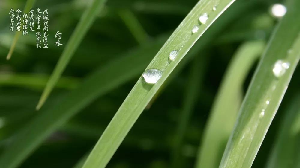 雨水